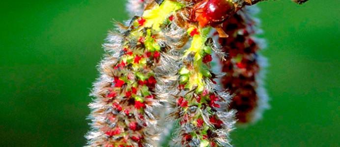 Flores de Aspen